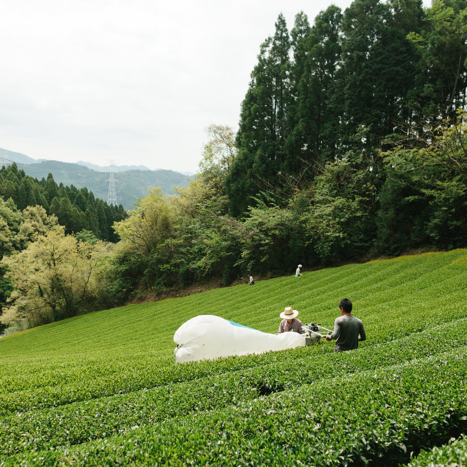 BROO - Craft Tea from Japan. Single-origin, small-batch, pesticide-free