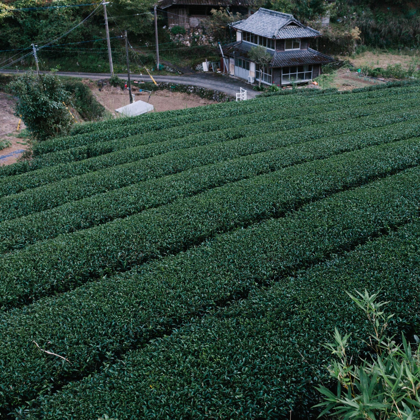BROO - Craft Tea from Japan. Single-origin, small-batch, pesticide-free